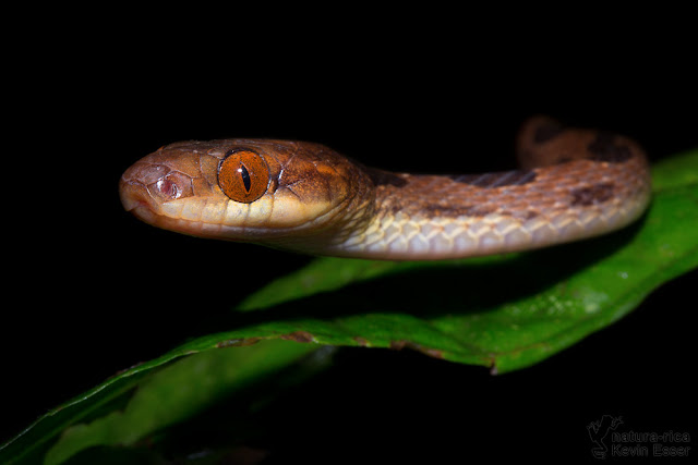 Northern Cat-eyed Snake - Leptodeira septentrionalis