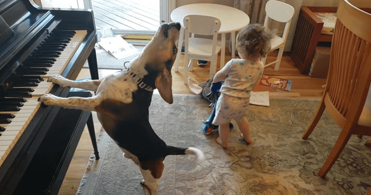 Dad Captured A Video Of His Daughter Dancing To Their Dog Playing The Piano Dad Captured A Video Of His Daughter Dancing To Their Dog Playing The Piano