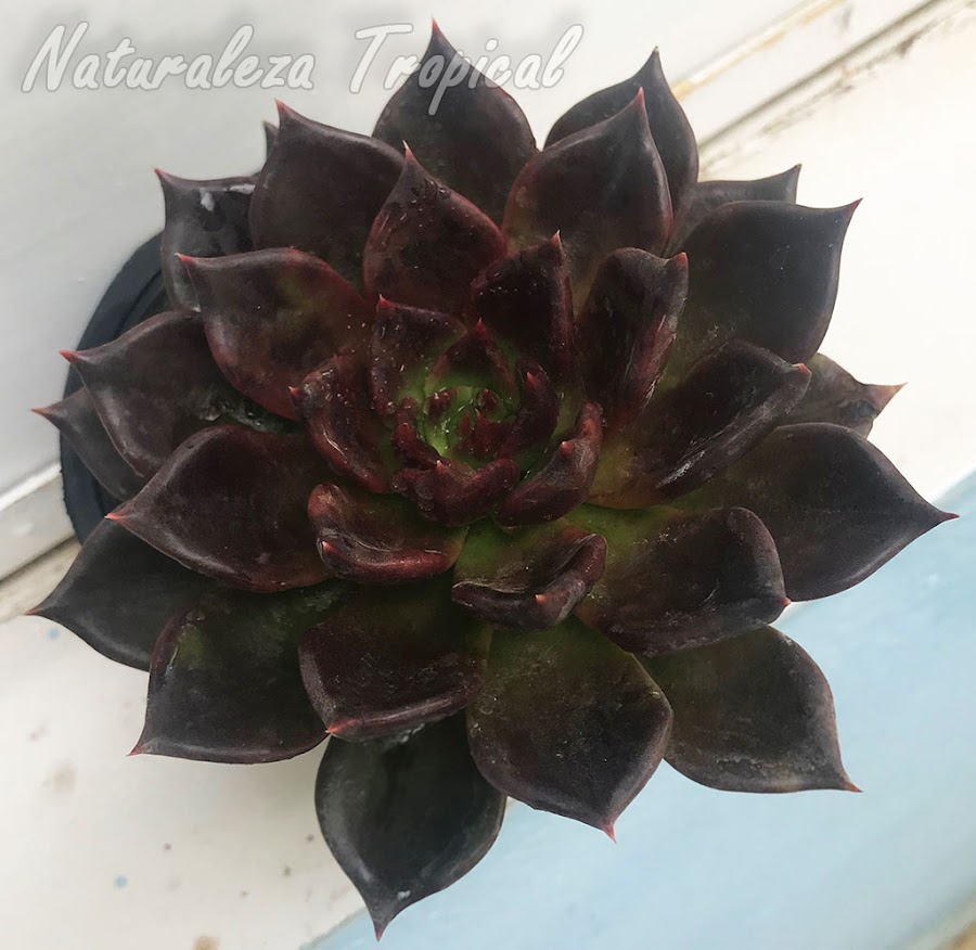 Otra foto de la planta suculenta Echeveria Black Prince