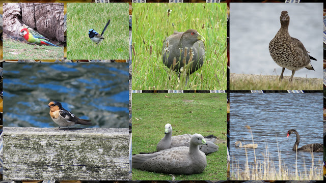 What to see in Hobart: Tasmanian Birds - Superb Fairywren, parrots,Cape Barren geese, Tasmanian nativehens, maned wood ducks, and black swans