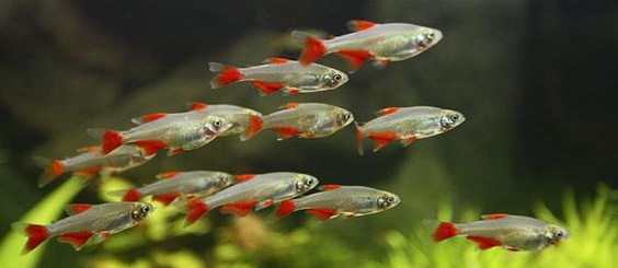 aquascapejuara: Tetra, Ikan hias kecil yang berwarna warni terang rupawan