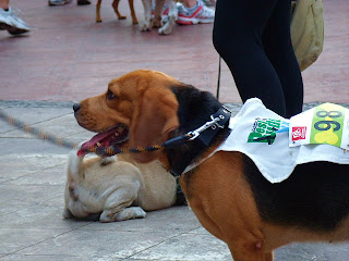 Beagle Best Buddy Walk