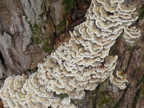 Arcadia Dunes fungus