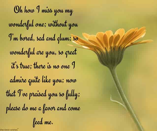 funny-message-for-him-with-yellow-flower funny message for him with yellow flower