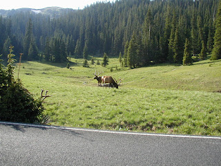 Elk grazing in a meadow.  Rocky Mountain N.P.