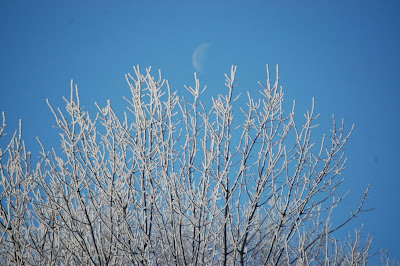 Will you climb the tree and give me the moon? Photo by Trisha Field