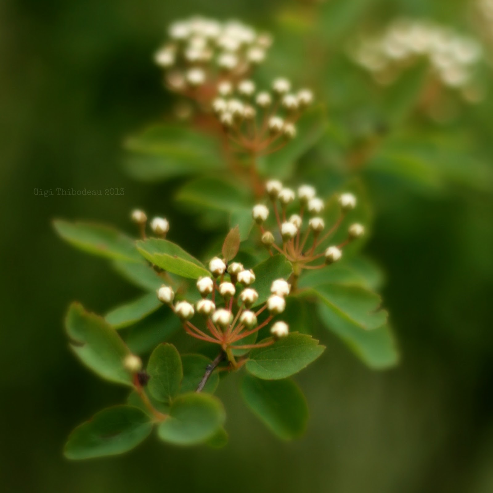 The Magpie's Fancy Rain, Sticks, Mud, and Leaves