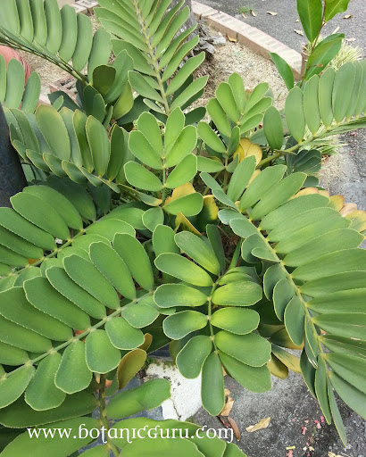 Zamia furfuracea, Mexican Palm