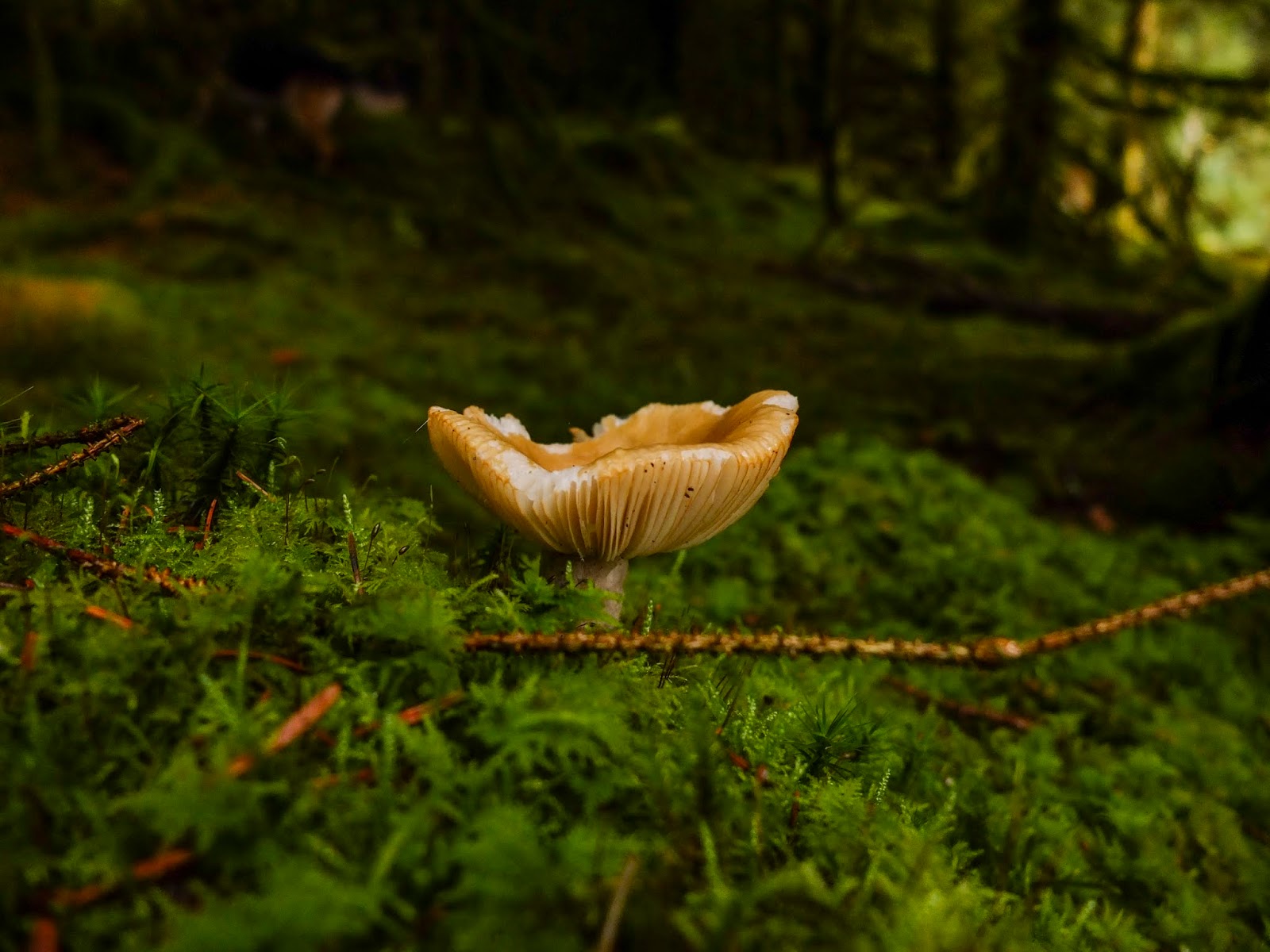A light brown mushroom inside a forest growing out of moss.