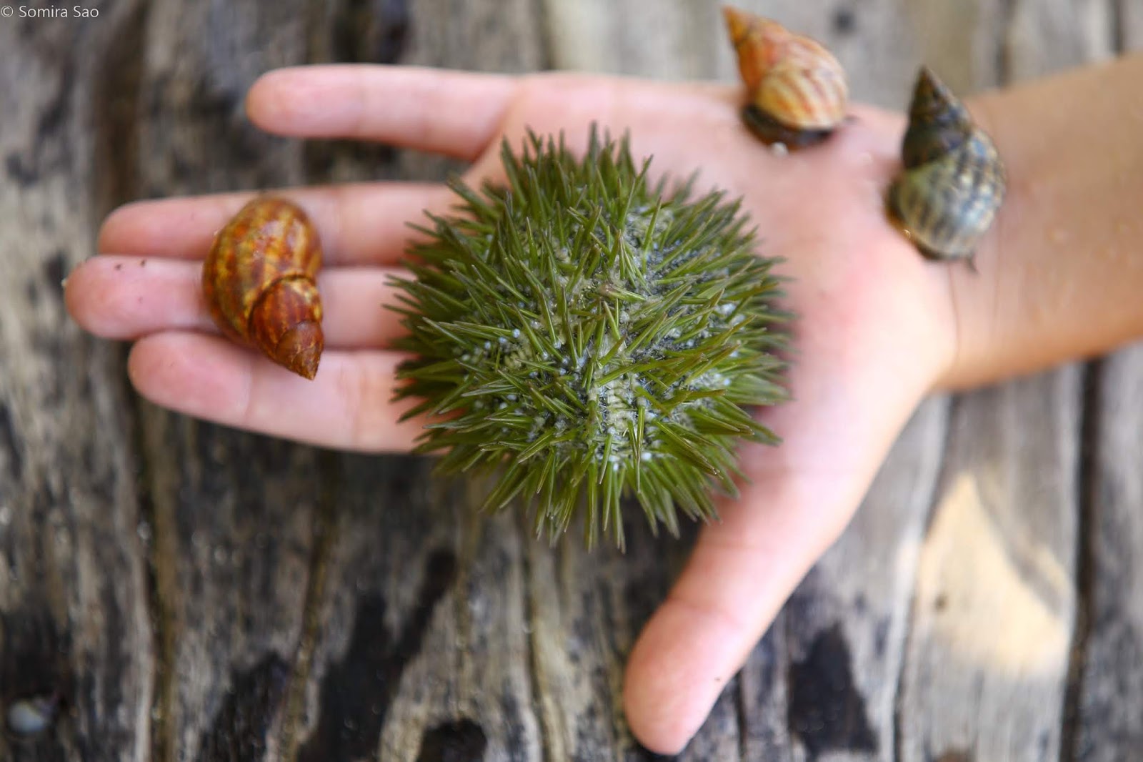 Anasazi Racing snails & urchins / grenada