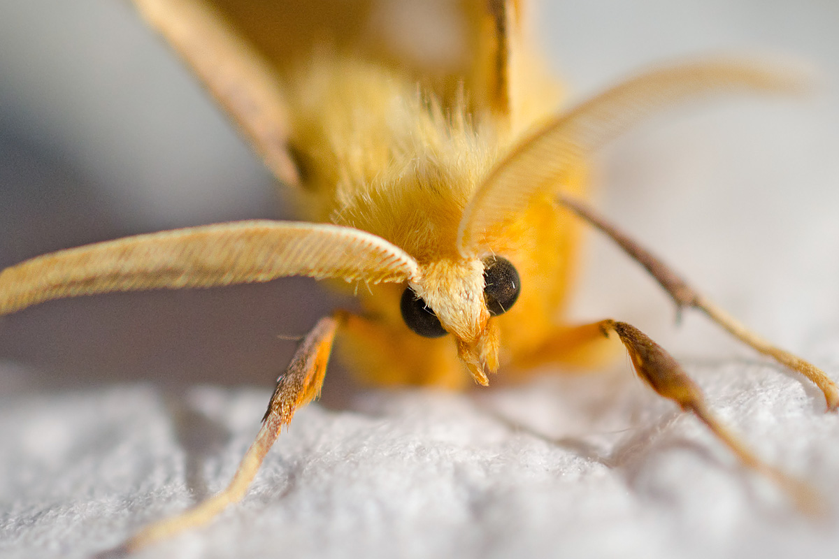 Wanderin' Weeta (With Waterfowl and Weeds) Brief encounter