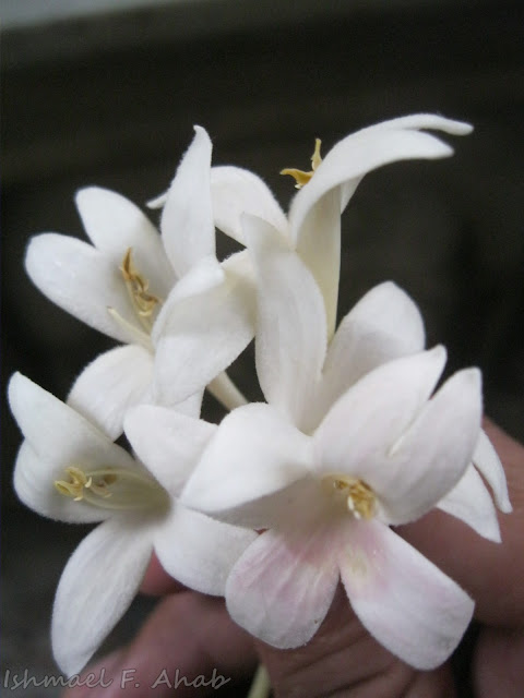 Flowers given to me by a Catholic sister