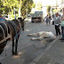 Cavalo desnutrido desmaiou e caiu em São Lourenço
