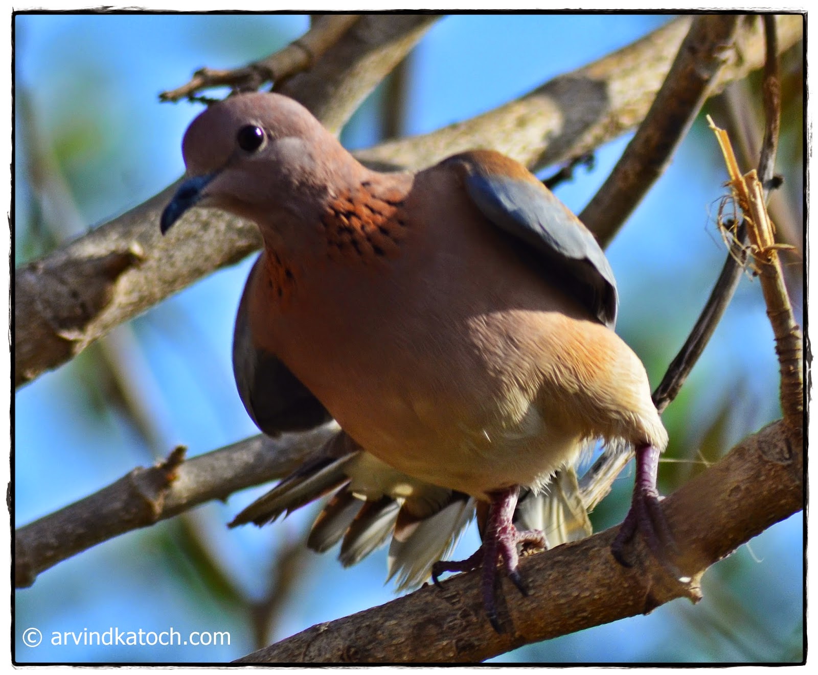 Laughing Dove Front Laughing Dove, Front,