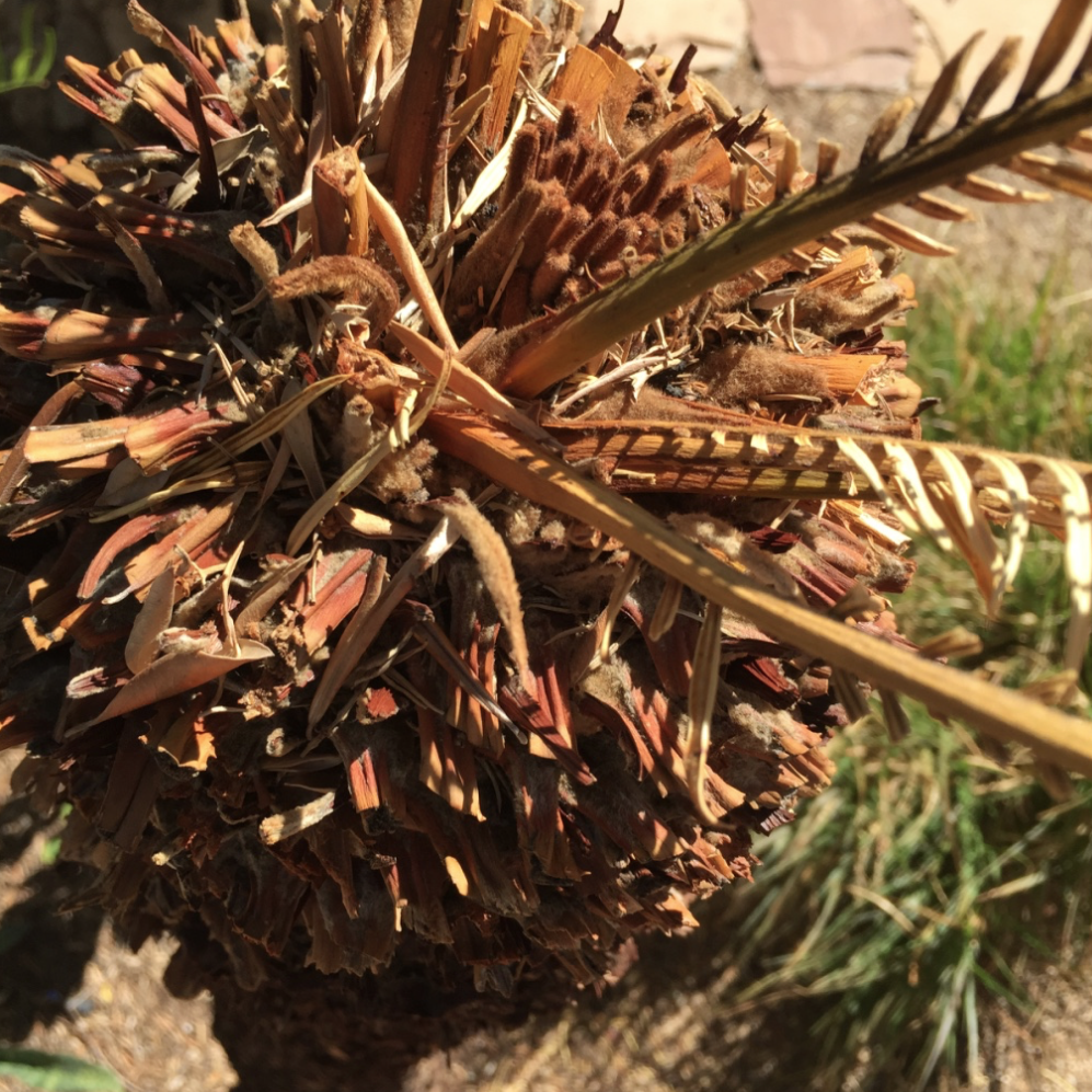 Brad's Tropical Paradise How to tell if your cycad (sago palm) is