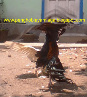 <img scr='nama_file_gambar.jpg' alt='manfaat penjemuran ayam bangkok' />
