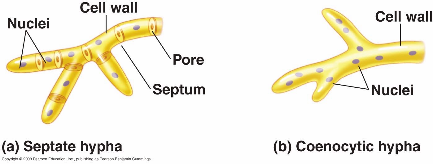 OH93 Independent study on FUNGI Morphology Microscopic structures