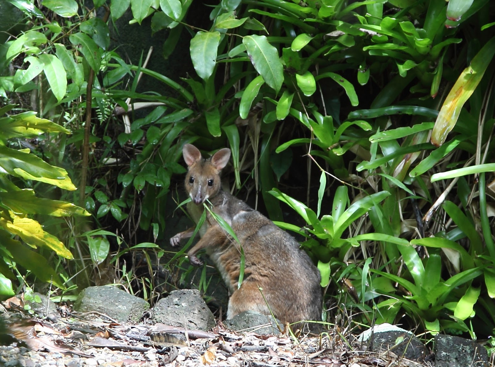 BunyipCo The Redlegged Pademelon