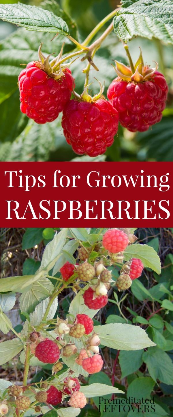Raspberries can grow in gardens or in containers. There are two types