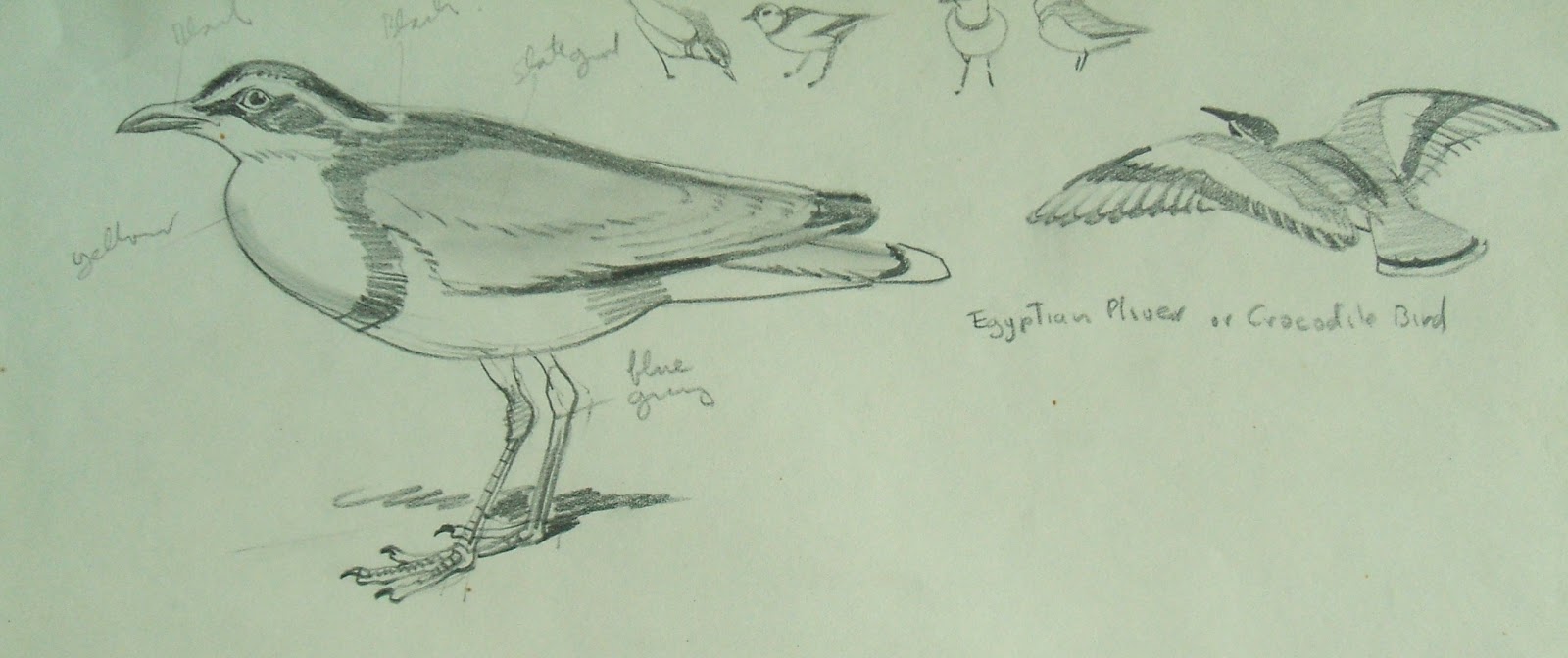 Raymond Sheppard bird sketches (Part 1)