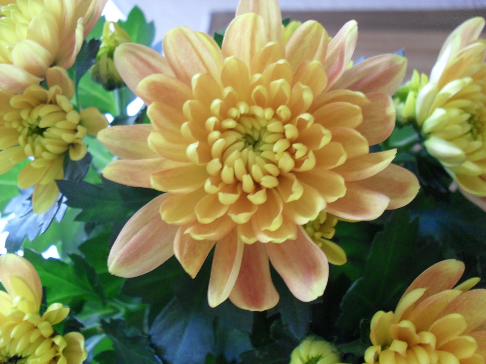 Flores de junio Paperblog