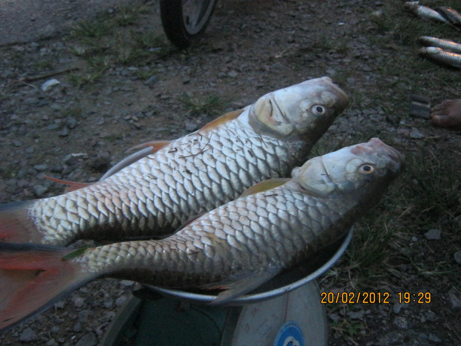 Gambar Ikan Nila - Gambar V