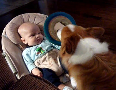 Video : コーギーと赤ちゃん