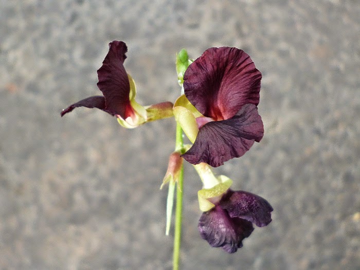 to Sri Lanka SL Flora