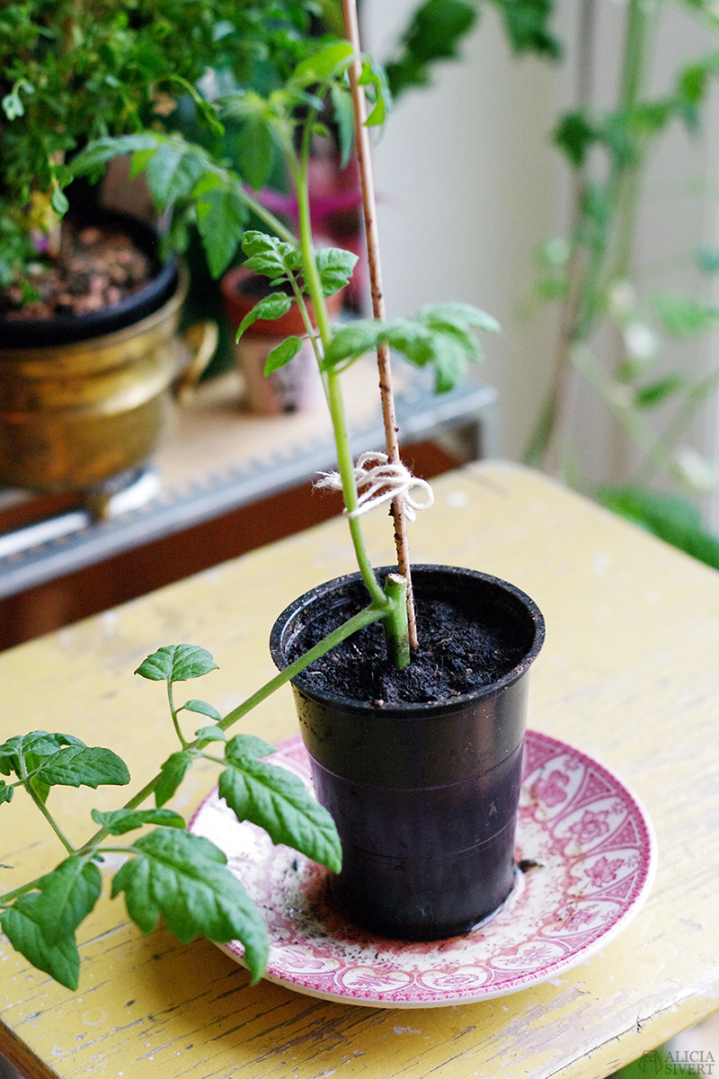 Föröka tomat med stickling, foto av Alicia Sivertsson. aliciasivert alicia sivert sivertsson odla odling på balkong balkongodling innerstan stockholm ätbart i kruka krukväxt krukväxter växter växt tomat tomatplanta stickling föröka med tomatstickling tjuv planta
