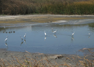 Seven Snowy Egrets, two American Avocets, and five unidentified birds, at the edge of San Francisco Bay, Sunnyvale, California