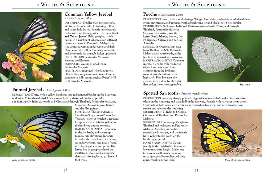 Butterfly species image