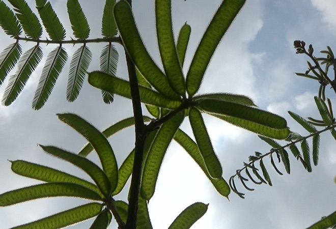 Dlium Giant sensitive tree (Mimosa pigra)