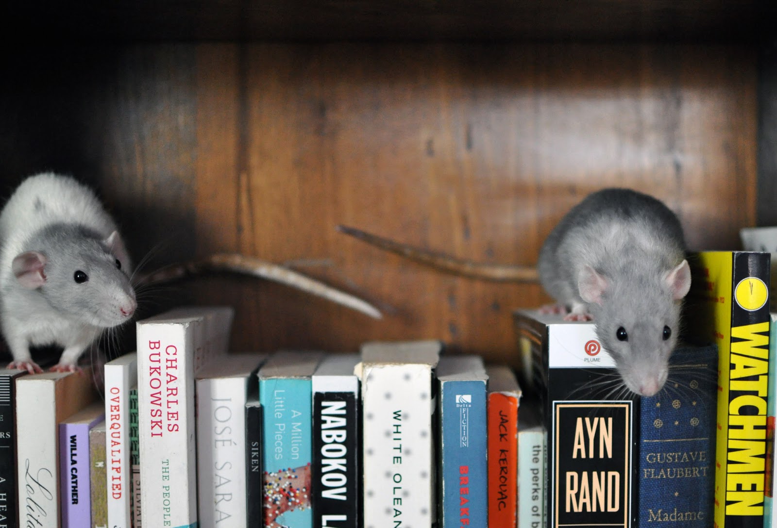 Серая мышь читать полностью. Мышь библиотечная. Крыса с документами. Крыса читает. Крыса читает книгу.