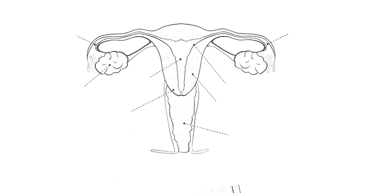 Área de Ciencias Naturales Biología ANAI Femenino ESQUEMAS DE APARATOS REPRODUCTORES Área de Ciencias Naturales Biología ANAI Femenino ESQUEMAS DE APARATOS REPRODUCTORES