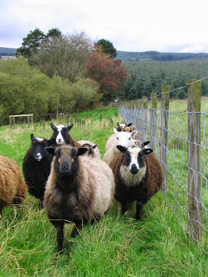 Shetland sheep!