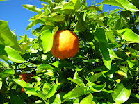 Fruta naranja macro imagen 