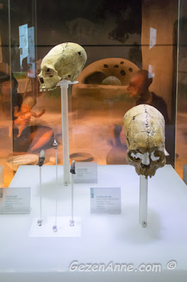 Hatay topraklarında bulunmuş biçimlendirilmiş kafatasları, arkeoloji müzesi