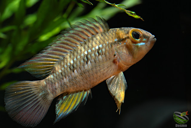 Apistogramma cf. cruzi