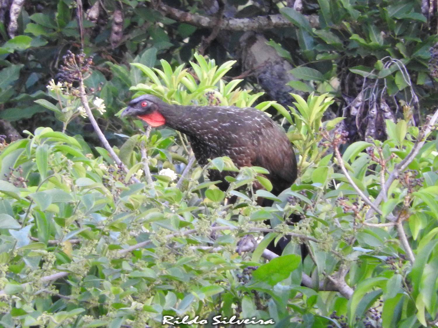 O café do Jacu Conheça Minas