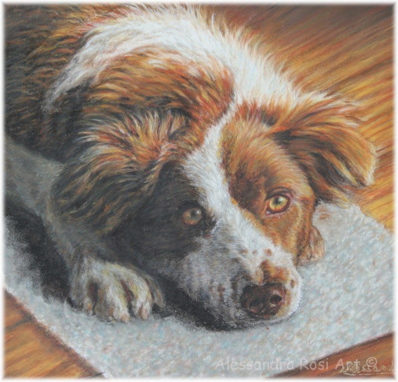 Dog portraits, pet portraits uk custom dog portrait in pastel