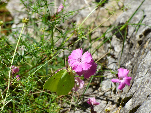 Garofita salbatica Dianthus Sylvestris, floare in Valea Horoabei, Bucegi