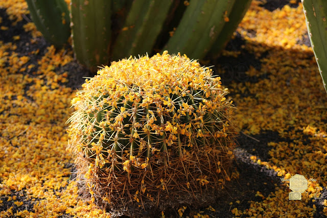 Barrel Cactus Covered In Butter Yellow Palo Brea Blossoms In Landscape Fine Art Photography by Colleen