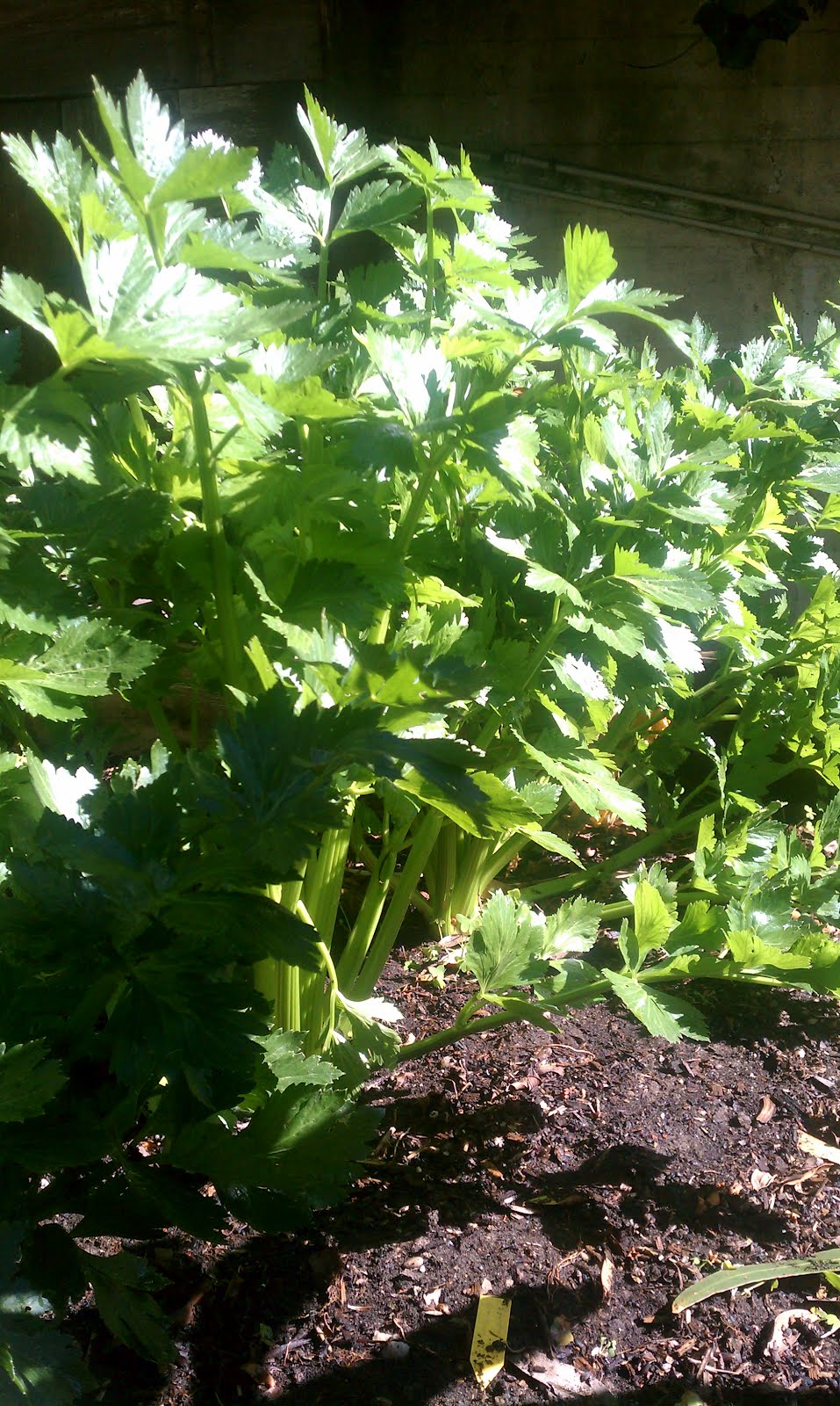 San Francisco Waldorf School Urban Farm and Garden Blog What's new in