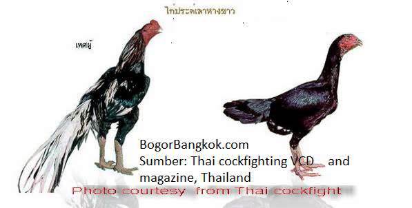 Gambar ayam ayam jago bangkok dan ayam betina terbaik di thailand