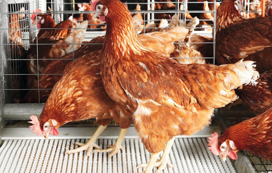 animal-husbandry-services