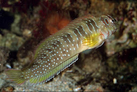 el dolor pélvico ocasional el pescado lo filtra