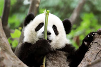 Bir panda yavrusu bambu yerken