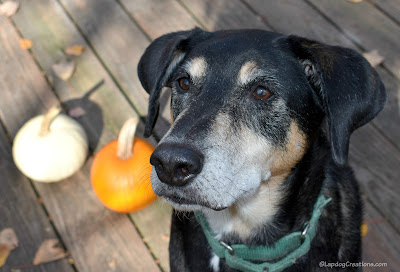 fall dog pumpkin rescue coonhound shepherd rainbow bridge