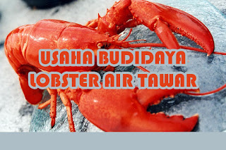 Kunci Keberhasilan Budidaya Lobster Air Tawar Ikitobisnis Com