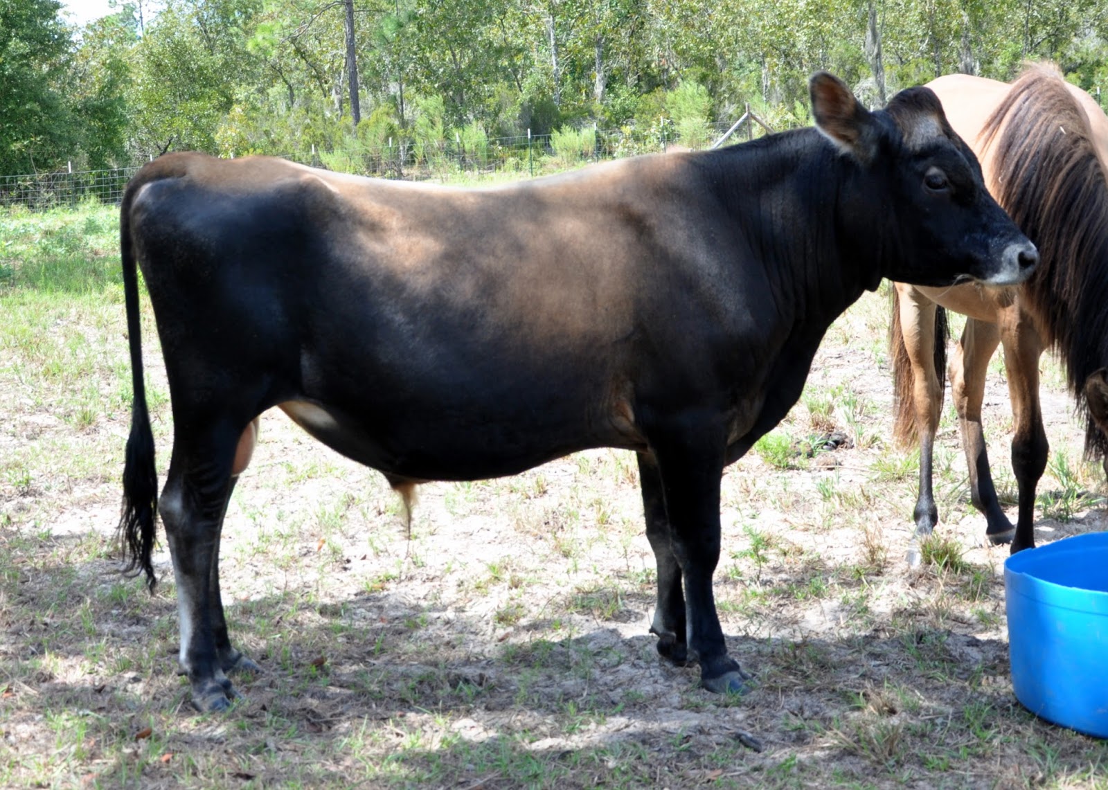 FOR STUD A2/A2 Jersey Dairy Bull